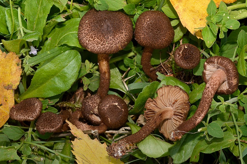 Inocybe-leptophylla-210912-04-004-6.jpg