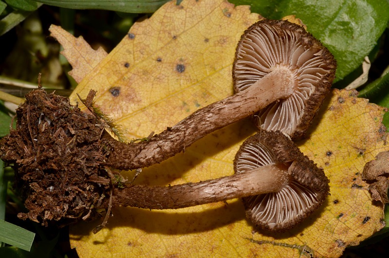 Inocybe-leptophylla-210912-04-025.jpg