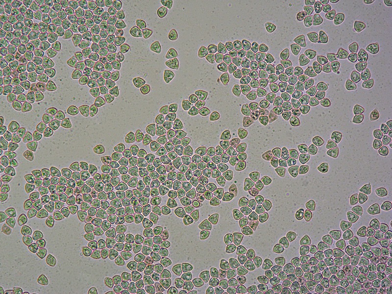 Lyophyllum-sp-05-Spore-RC-400x.jpg
