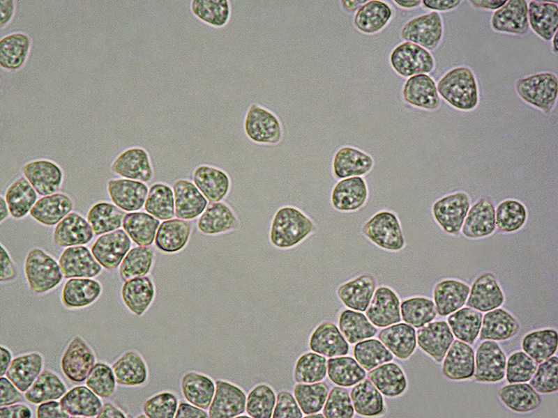 Lyophyllum-sp-10-Spore-RC-1000x.jpg