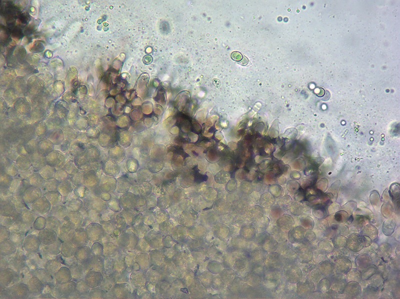 Psathyrella-bipellis-47-50-Filo-lamella-H2O-400x.jpg