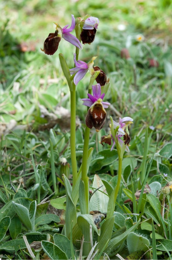 Ophrys-crabronifera-7631_34_2022.jpg