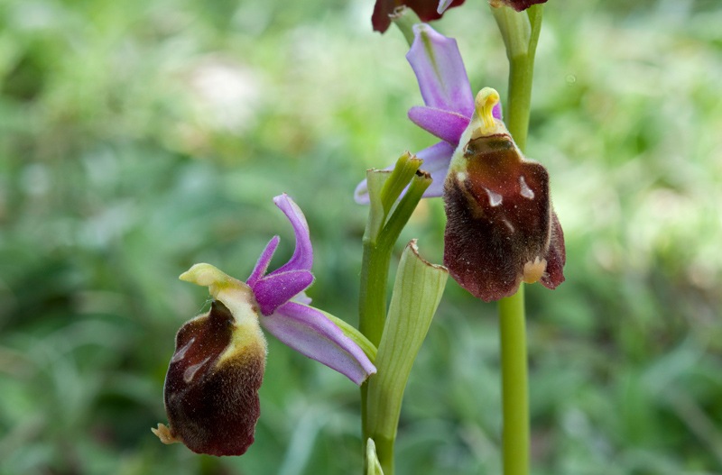 Ophrys-crabronifera-7671_76_2022.jpg