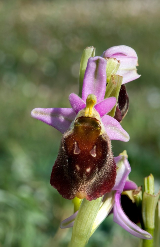 Ophrys-crabronifera-7722_28_2022.jpg