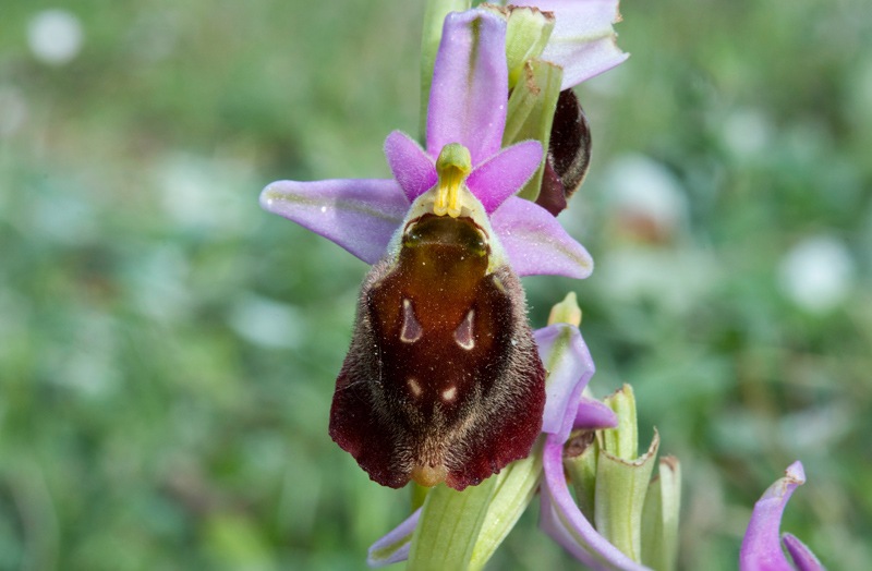 Ophrys-crabronifera-7736_43_2022.jpg