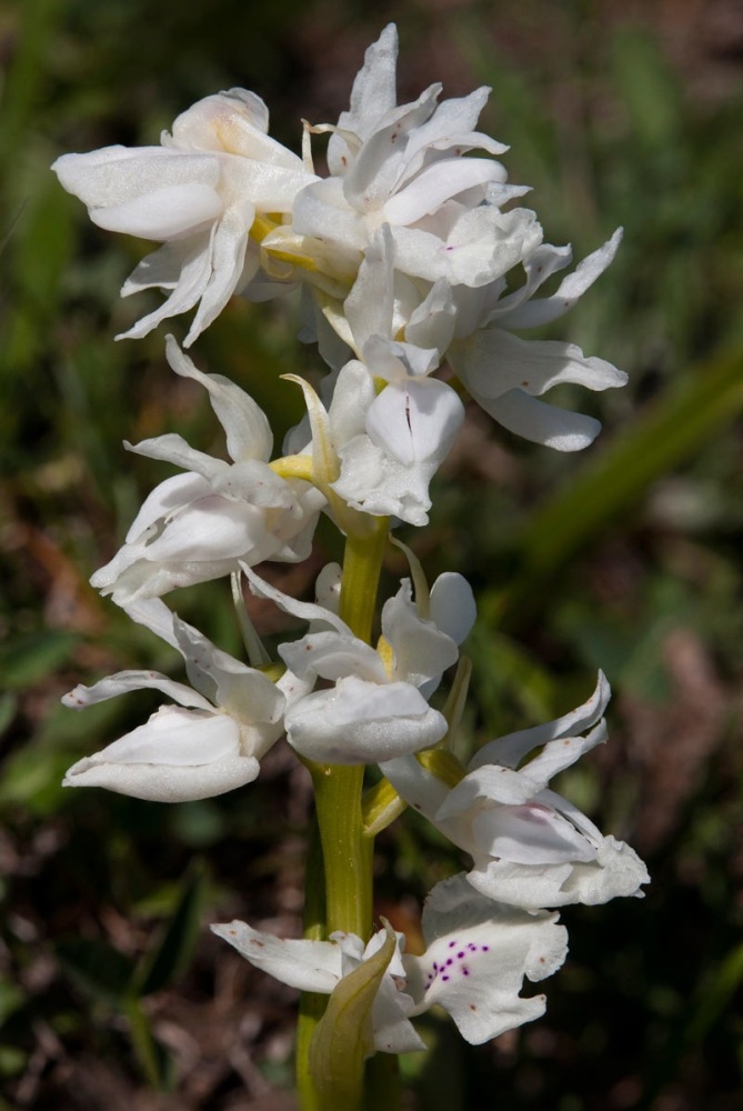 Orchis-pauciflora-9742_50_2022.jpg