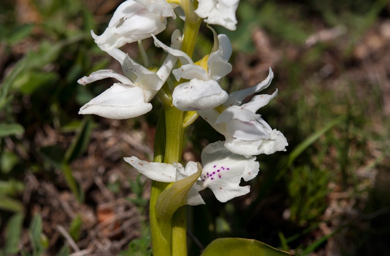 Orchis-pauciflora-9758_62_2022.jpg