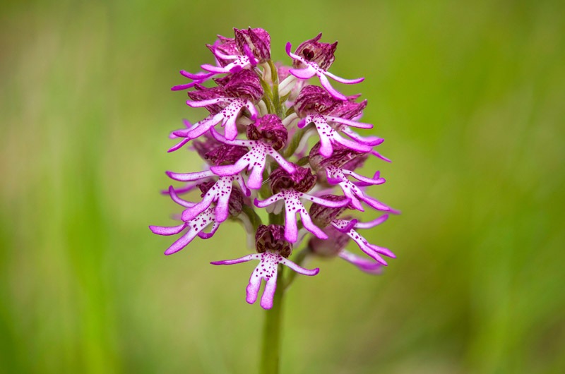 Orchis-xangusticruris-9499_06_2022.jpg