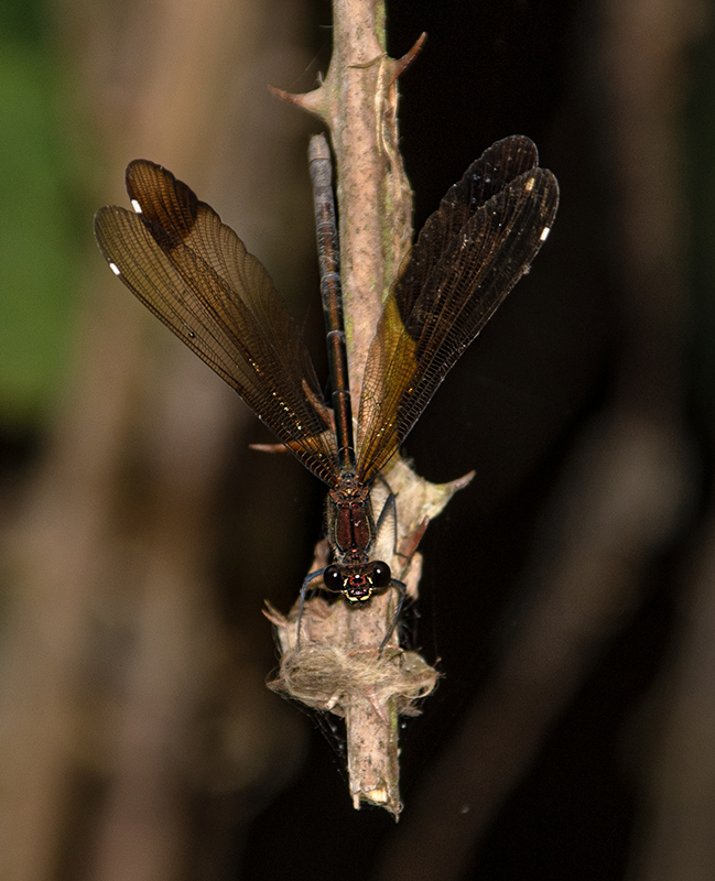 Calopteryx-haemorrhoidalis_-femmina-(32).jpg