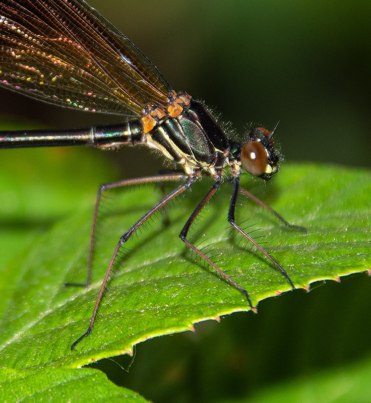 Calopteryx-haemorrhoidalis_-maschio-immaturo-(6).jpg