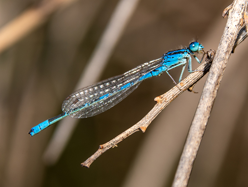 Coenagrion-scitulum_-maschio-(37).jpg