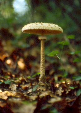 Macrolepiota_procera.jpg.44c6df0a99cb18257b0b0206445342a0.jpg