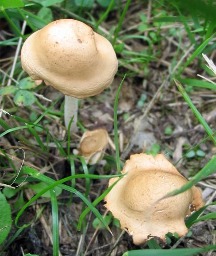 Marasmius_oreades.jpg.2499723f50aab58251ee4055393390fd.jpg