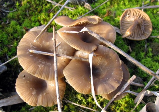 Pseudoclitocybe_cyathiformis.jpg.2b7a679a7c279c303172ff44e351fabc.jpg