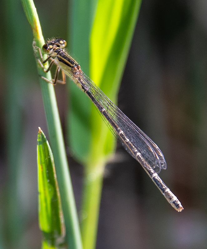 Ischnura-elegans_-femmina-matura-'infuscans'-(3).jpg