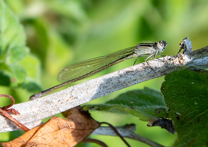 Ischnura-elegans_-femmina-matura-'infuscans'-(7).jpg