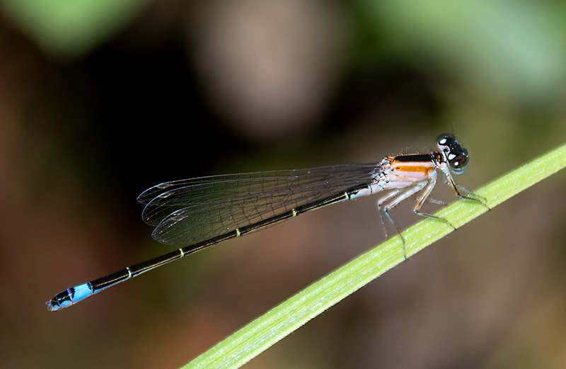 Ischnura-elegans_-femmina-immatura-'rufescens'-(2).jpg