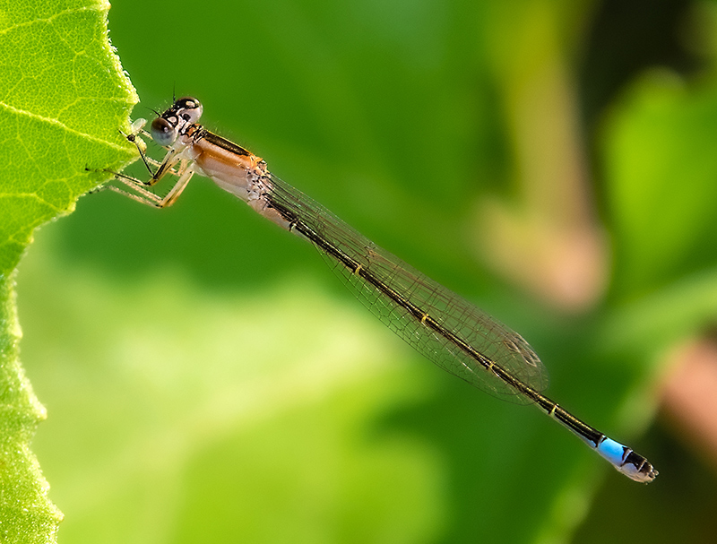 Ischnura-elegans_-femmina-immatura-'rufescens'-(17).jpg