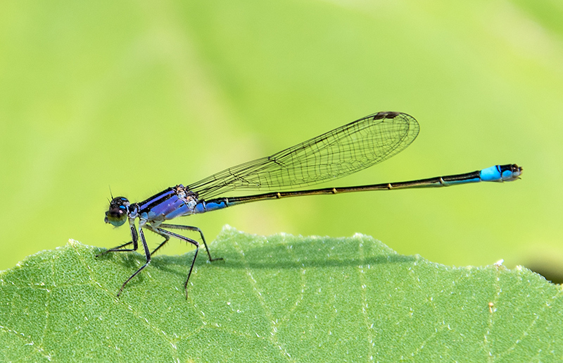 Ischnura-elegans_-femmina-immatura-'violacea'-(10).jpg