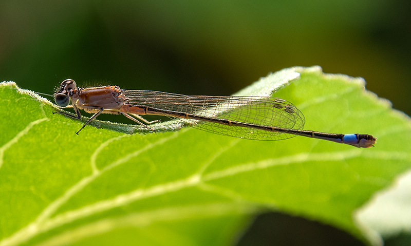 Ischnura-elegans_-femmina-immatura-'rufescens'-(13).jpg