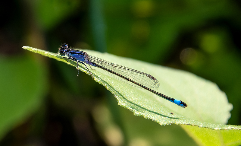 Ischnura-elegans_-femmina-immatura-'violacea'-(16).jpg