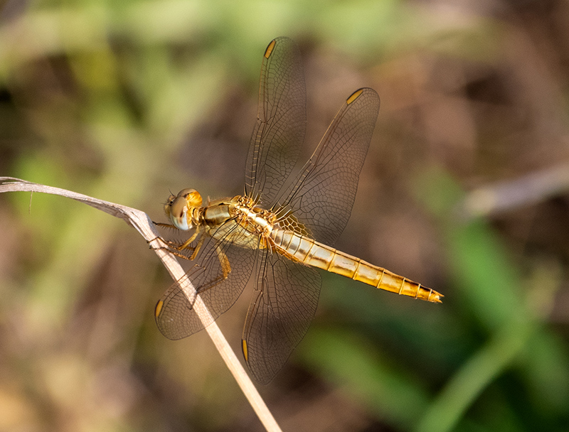 Crocothemis-erythraea_-femmina-(2).jpg