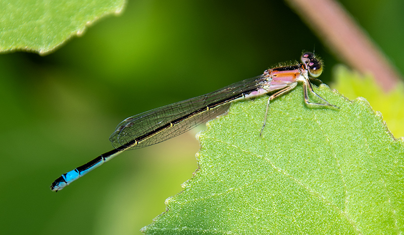 Ischnura-elegans_-f.-im.-rufescens-mangia-Euaresta-aequalis-(4).jpg