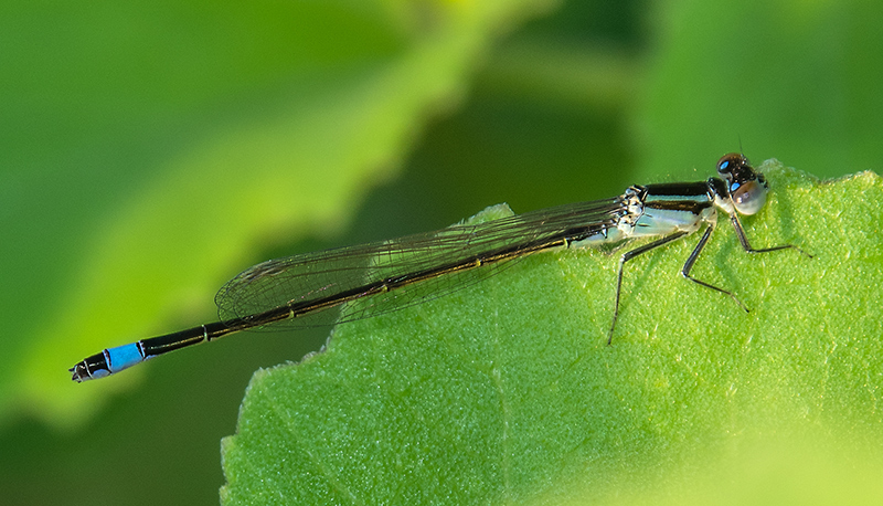 Ischnura-elegans_-femmina-androcroma-(18).jpg