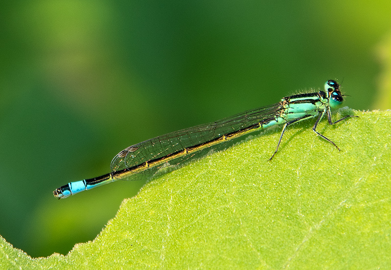 Ischnura-elegans_-femmina-androcroma-(21).jpg