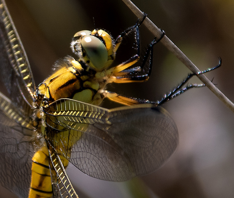 Orthetrum-cancellatum_-femmina-immatura-(20).jpg