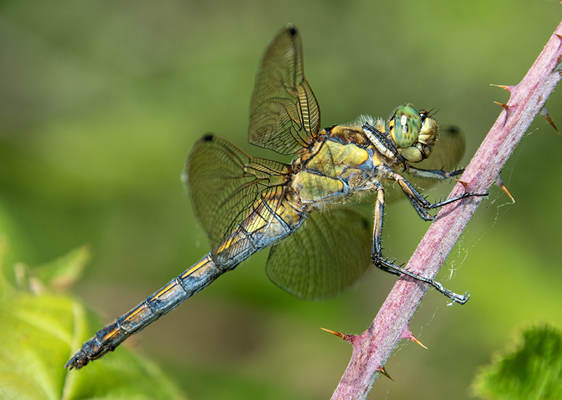 Orthetrum-cancellatum_-femmina-vecchia-(29).jpg