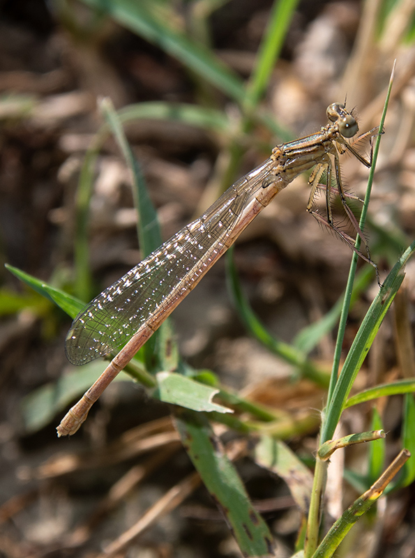 Platycnemis-pennipes_-femmina-neosfarfallata-(2).jpg