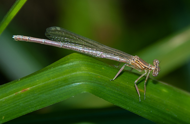 Platycnemis-pennipes_-femmina-neosfarfallata-vecchia-(4).jpg