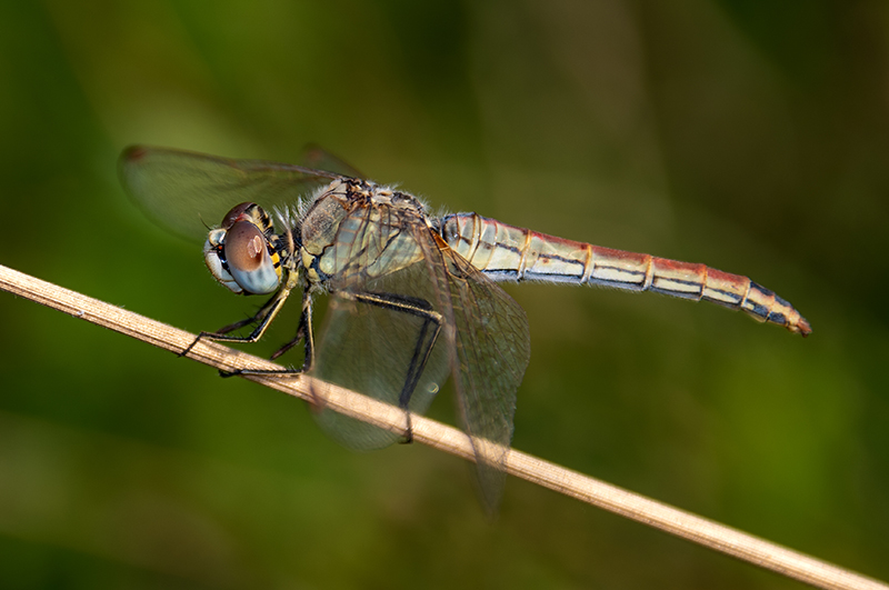 Sympetrum-fonscolombii_-femmina-(12).jpg