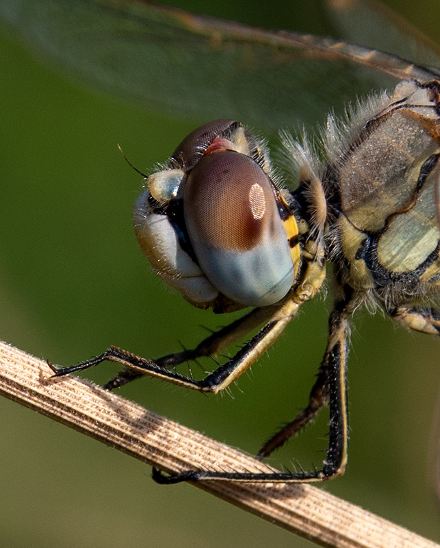 Sympetrum-fonscolombii_-femmina-(7).jpg