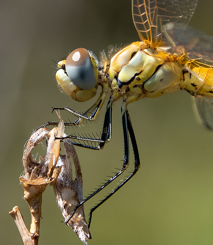 Sympetrum-fonscolombii_-maschio-immat-(2).jpg