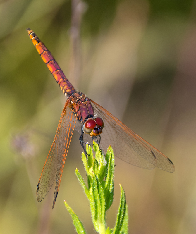 Trithemis-annulata_-maschio-immaturo-(17).jpg