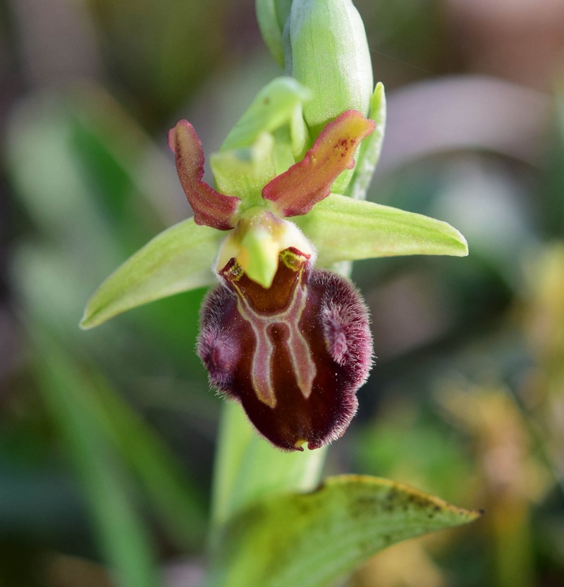 Ophrys sphegodes subsp. sphegodes Miller 1768. 6.jpg