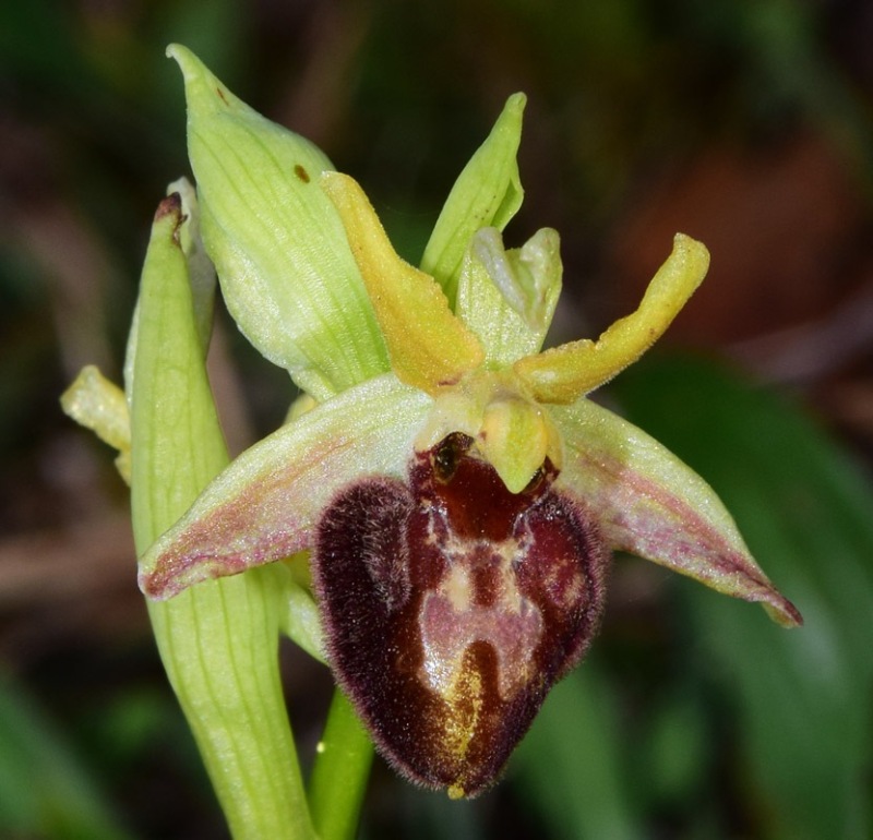 Ophrys sphegodes subsp. sphegodes Miller 1768. 12.jpg