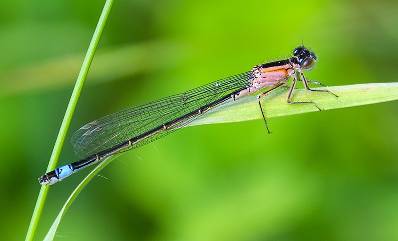 Ischnura-elegans_-femmina-immatura-'rufescens'-(31).jpg