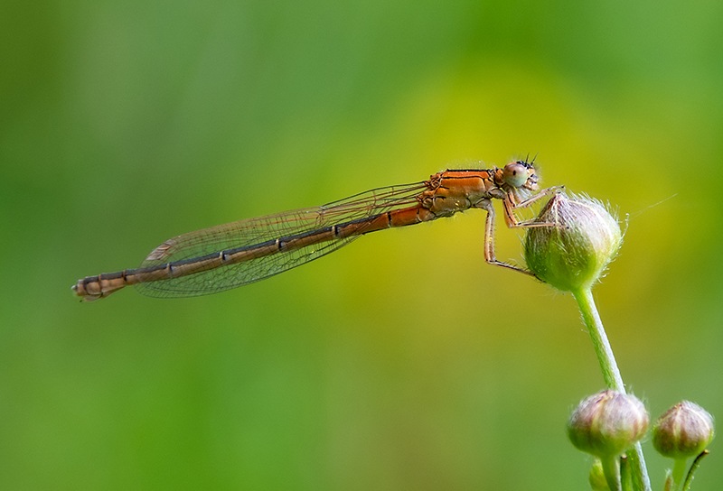 Ischnura-pumilio_-femmina-immatura-aurantiaca-(25).jpg