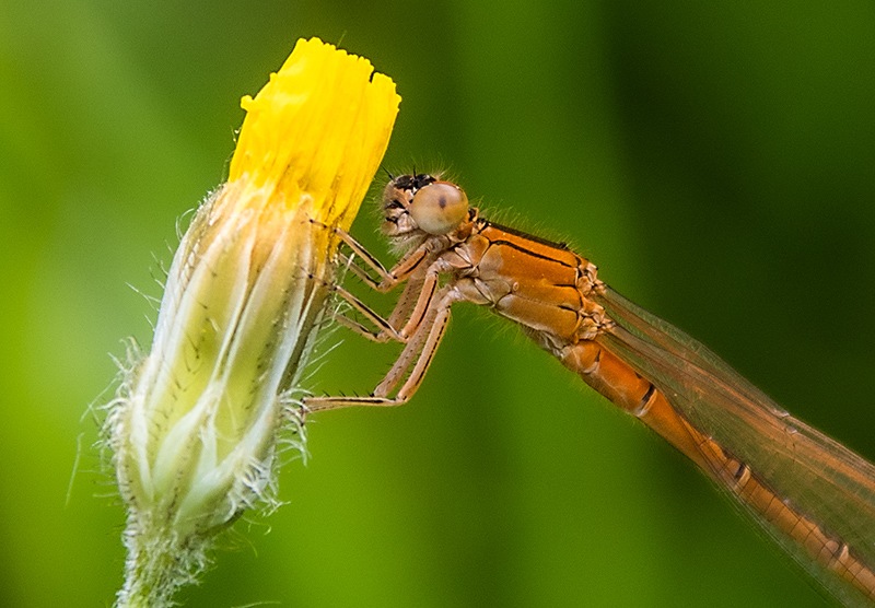 Ischnura-pumilio_-femmina-immatura-aurantiaca-(33).jpg