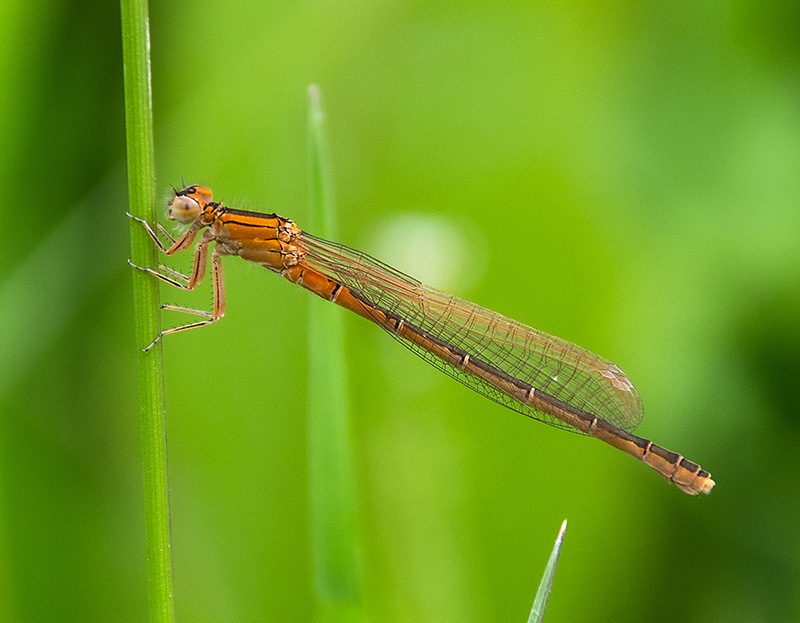 Ischnura-pumilio_-femmina-immatura-aurantiaca-(35).jpg