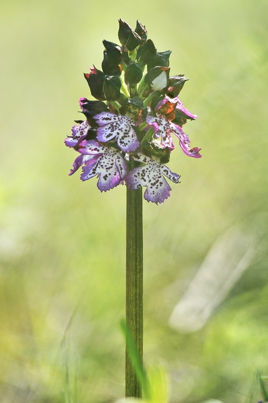 Orchis_purpurea.jpg.40e215748572d5153fd76eed6aa6589a.jpg