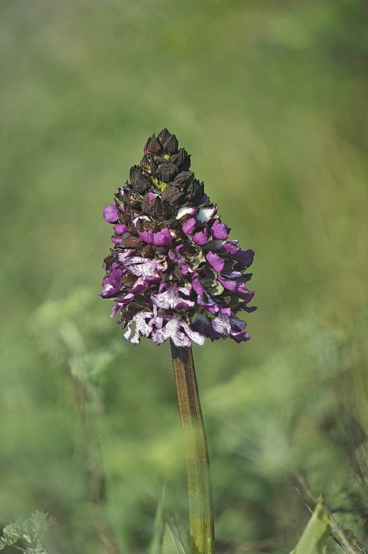 Orchis_purpurea1.jpg.ef8263d3bc4067846b19fa2e47c06f87.jpg