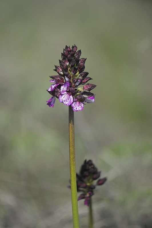 Orchis_purpurea3.jpg.95a7038f54e91bf06ee1da6f9934bce4.jpg