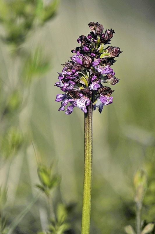 Orchis_purpurea4.jpg.4b170fa73a141680904a8738ade46b50.jpg