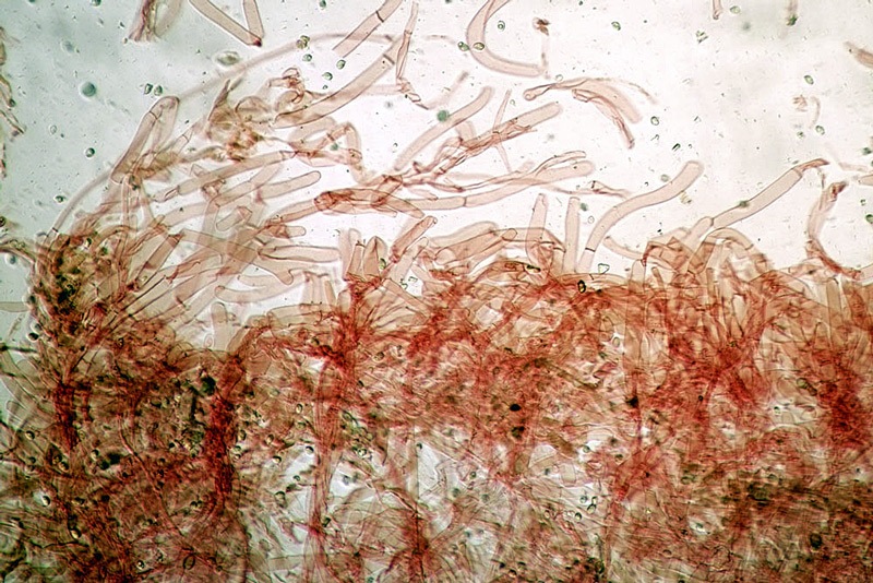 Melanoleuca-stridula2.jpg