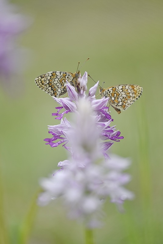 Orchis_militaris1.jpg.6765d0c2ea54ba6ede7bcd9be77e6515.jpg