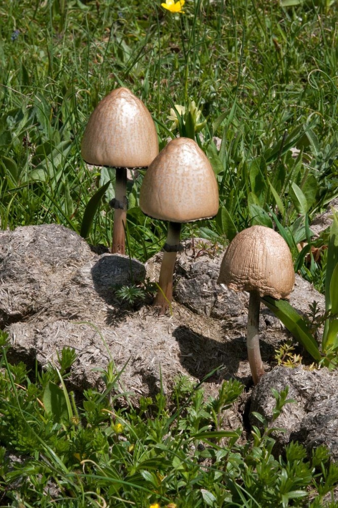 Panaeolus-semiovatus-671_77_2023.jpg